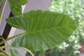 Green taro leaf Colocation species the tropical foliage plant.