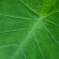 Green taro leaf texture