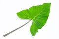 Green taro leaf on white background