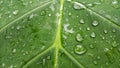 Green taro leave. Water drops on taro leaves Royalty Free Stock Photo