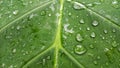 Green taro leave. Water drops on taro leaves
