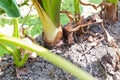 Green Taro Plant. A field of taro plants . A field of taro farm plants growing.