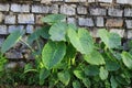 Green taro tree in sunlight