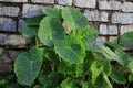 Green taro tree in sunlight