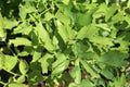 The green, tasty leaves of the kitchen herb lovage