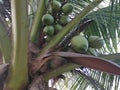 A green and tasty young coconut fruits still attached to its tree.