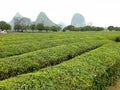 Green Tea Royalty Free Stock Photo