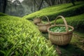 Green tea baskets. Generate AI Royalty Free Stock Photo