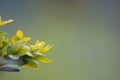 Green tea bud and fresh leaves on blurred background.