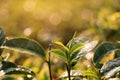 Green tea bud and fresh leaves. Close up tea plantations field Royalty Free Stock Photo