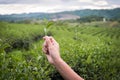 Green tea bud and fresh leaves.Handle with leaves tea.Tea plantations. Royalty Free Stock Photo