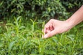 Green tea bud and fresh leaves.Handle with leaves tea.Tea plantations. Royalty Free Stock Photo