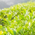 Green tea bud and fresh leaves Royalty Free Stock Photo