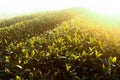 Green tea bud Royalty Free Stock Photo