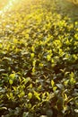 Green tea bud Royalty Free Stock Photo