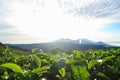 Green tea bud and fresh leaves in the morning. Sunrise scene with mountain and blue sky Royalty Free Stock Photo