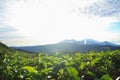 Green tea bud and fresh leaves in the morning. Sunrise scene with mountain and blue sky Royalty Free Stock Photo