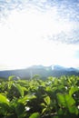 Green tea bud and fresh leaves in the morning. Sunrise scene with mountain and blue sky Royalty Free Stock Photo