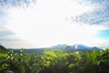 Green tea bud and fresh leaves in the morning. Sunrise scene with mountain and blue sky Royalty Free Stock Photo