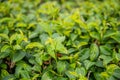 Green tea bud and fresh leaves