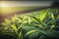 Green tea bud and fresh leaves. Tea plantations. Beautiful fresh green tea plantation, Generative AI Royalty Free Stock Photo