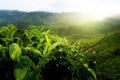 Green tea bud and fresh leaves. Tea plantations in Cameron highland, Malaysia.. Royalty Free Stock Photo