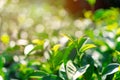 Green tea bud and fresh leaves with soft light Royalty Free Stock Photo