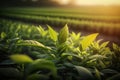 Green tea bud and fresh leaves. Tea plantations. Beautiful fresh green tea plantation, Generative AI