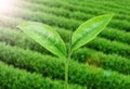 Green tea bud and fresh leaves. Tea plantations Royalty Free Stock Photo