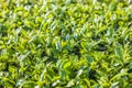 Green tea bud and fresh leaves. Tea plantations Royalty Free Stock Photo