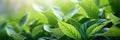 Green tea bud and fresh leaves. Tea plantations. Small depth of