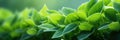 Green tea bud and fresh leaves. Tea plantations. Small depth of