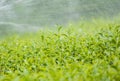 Green tea bud and fresh leaves. Tea plantations.