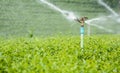 Green tea bud and fresh leaves. Tea plantations. Royalty Free Stock Photo