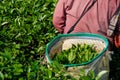 Green tea bud leaves in basket while famer harvesting, tea plant Royalty Free Stock Photo