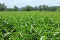 Green tea bud and leaves Royalty Free Stock Photo