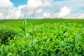 Green tea bud and leaves. Royalty Free Stock Photo