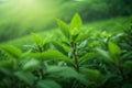 Mountain green tea plantations. Generative AI.