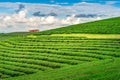 Green tea bud and leaves. Green tea plantations in morning. Nature background