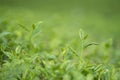 Green tea bud and leaves Royalty Free Stock Photo