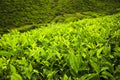 Green tea bud and leaves.