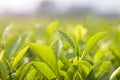 green tea bud and leaves Royalty Free Stock Photo