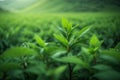 Mountain green tea plantations. Generative AI.