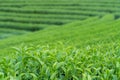 Green tea bud and tea leaves Royalty Free Stock Photo