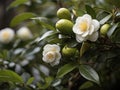 Green Tea (Camellia sinensis)