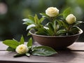 Green Tea (Camellia sinensis)