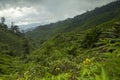 Green tea crops, Cameron Highlands, Tanah Rata, Malaysia Royalty Free Stock Photo