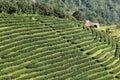 Green Tea Farm Royalty Free Stock Photo