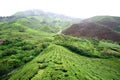 Green tea plant Royalty Free Stock Photo