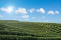 Green tea farm with blue sky background